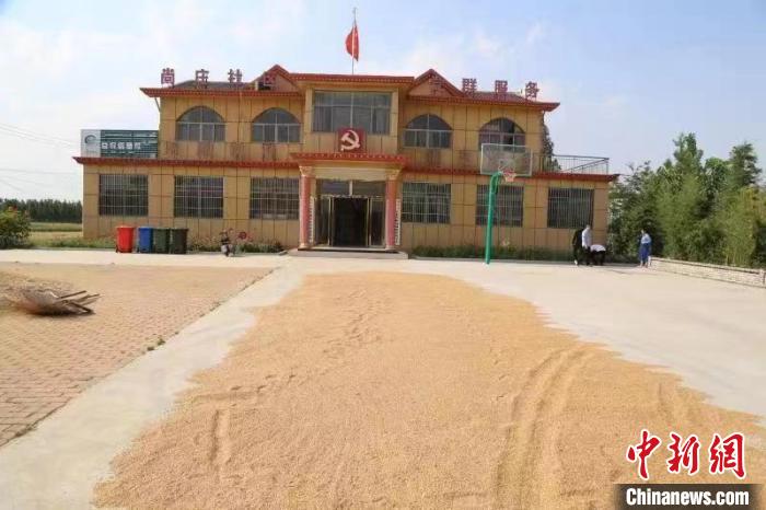 農(nóng)民在邳莊鎮(zhèn)尚莊村黨群服務中心大院里曬糧。　賈萌 攝