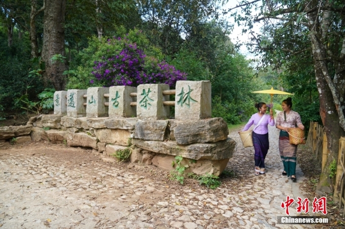 普洱景邁山古茶林文化景觀位于中國云南省普洱市瀾滄拉祜族自治縣惠民鎮。<a target='_blank' href='/' _fcksavedurl='/'><p  align=