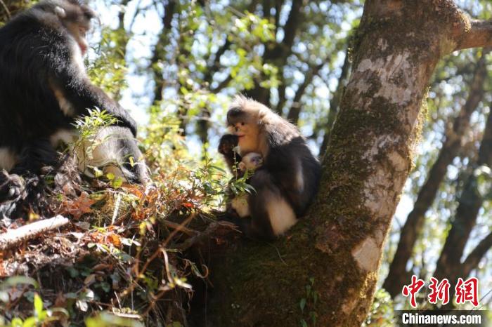 云南白馬雪山自然保護區今年以來已誕生7只滇金絲猴