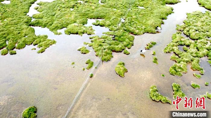 西藏色林錯國家級自然保護區物種種群數量呈增長趨勢