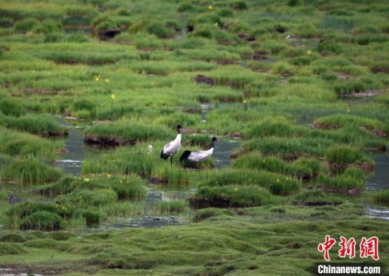 圖為祁連山國家公園青海片區內的黑頸鶴?！∑钸B山國家公園青海省管理局供圖 攝