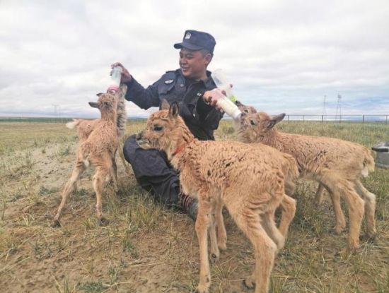 生命禁區的超級“奶爸”。