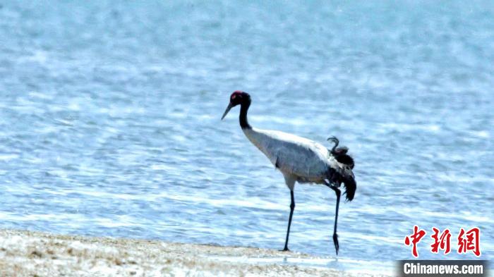 圖為黑頸鶴在青海湖畔散步?！《砣詹囟?攝