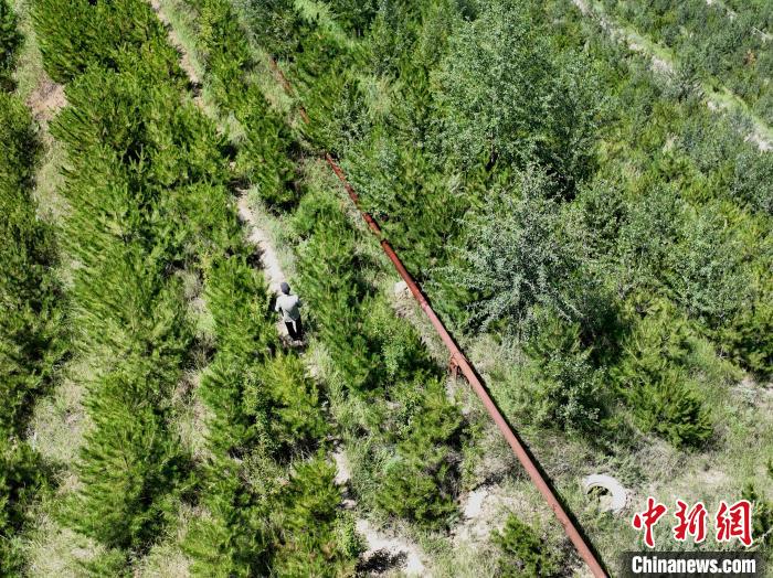 航拍建行青海省分行綠化區施工隊隊長盧占祥正在巡護綠化區?！∑钤鲚?攝
