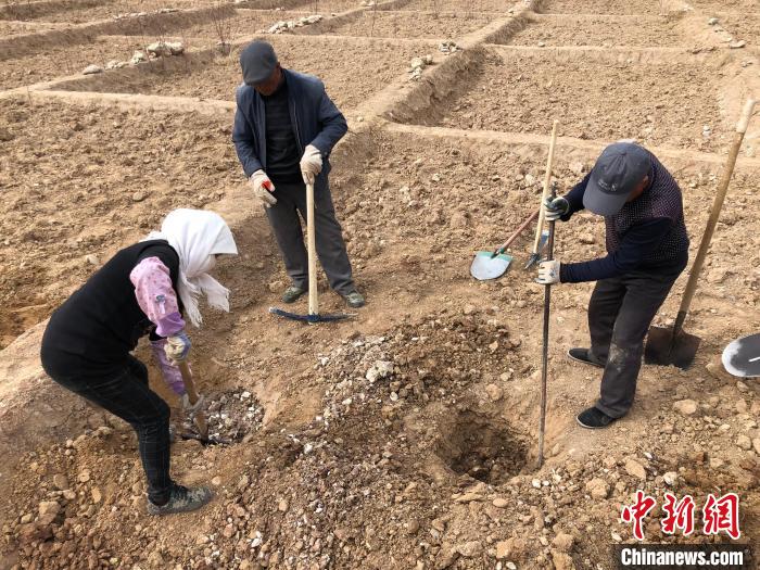 資料圖為建行青海省分行綠化區施工隊隊員處理亂石?！〗ㄐ星嗪Ｊ》中泄﹫D
