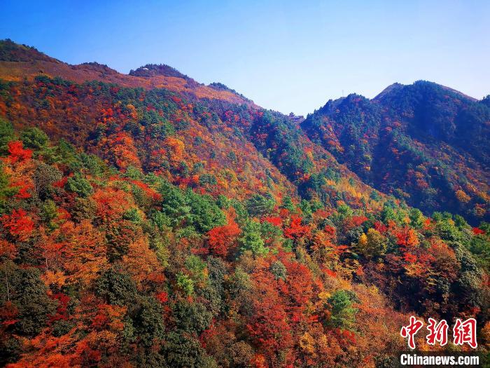 巴山大峽谷漫天紅葉。　張平 攝