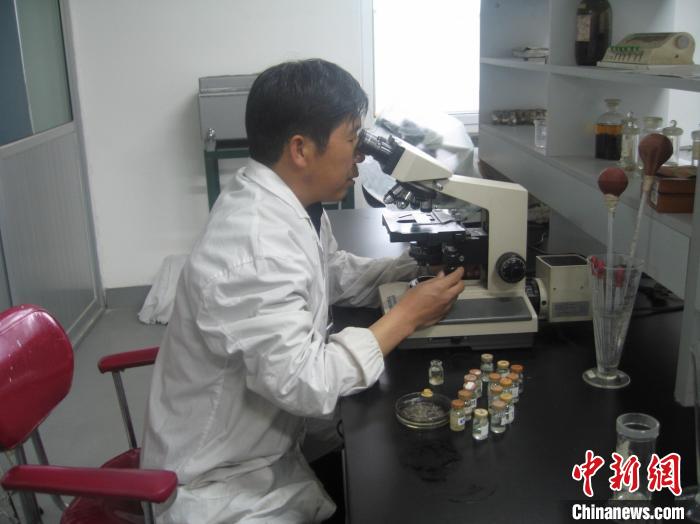 資料圖為研究團隊進行實驗室寄生蟲分類鑒定。　 青海省畜牧獸醫科學院供圖