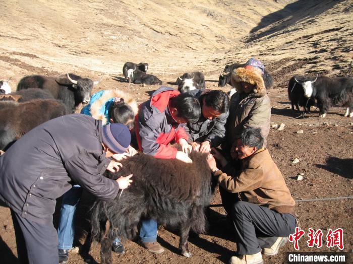 資料圖為研究團隊在青南高原地區開展了牦牛寄生蟲病流行病學和防治技術研究?！?青海省畜牧獸醫科學院供圖