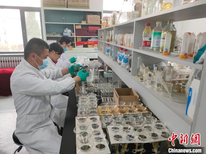 資料圖為研究團隊進行樣本檢查。　 青海省畜牧獸醫科學院供圖