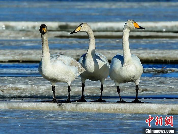 圖為三只天鵝在湖面上曬太陽?！『螁⒔?攝