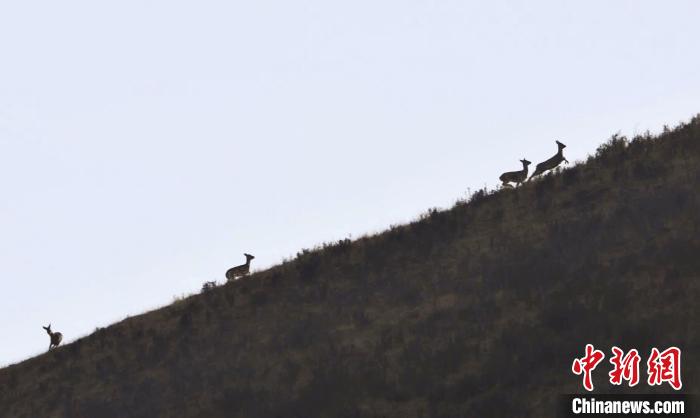 圖為狍鹿在山坡上漫步?！〔彭椖霞?攝