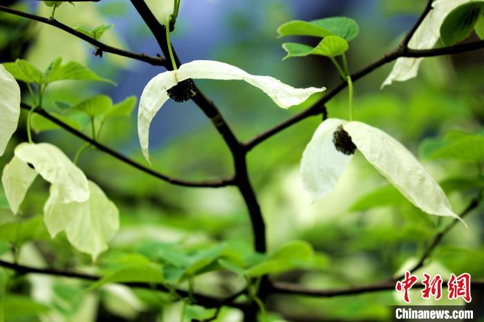 兩片潔白的花瓣隨風(fēng)搖曳就像飛翔的白鴿。　呂楊 攝