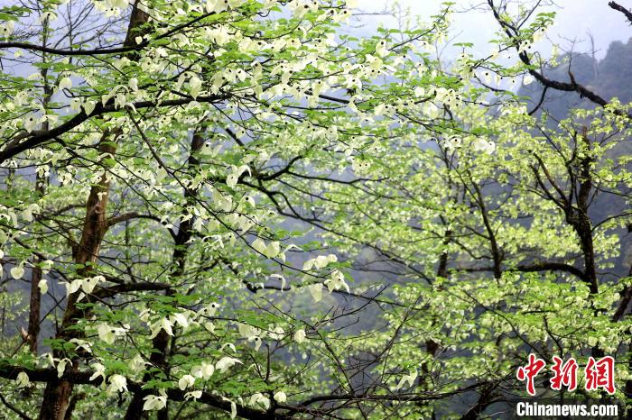 珙桐是1000萬年前新生代第三紀(jì)留下的孑遺植物，中國特有的樹種，是國家一級瀕危保護野生植物。　呂楊 攝