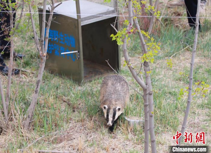 圖為西寧野生動物園救護的狗獾在西寧市放歸大自然。　馬銘言 攝