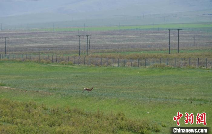 圖為一只普氏原羚在草場上奔跑?！●R銘言 攝
