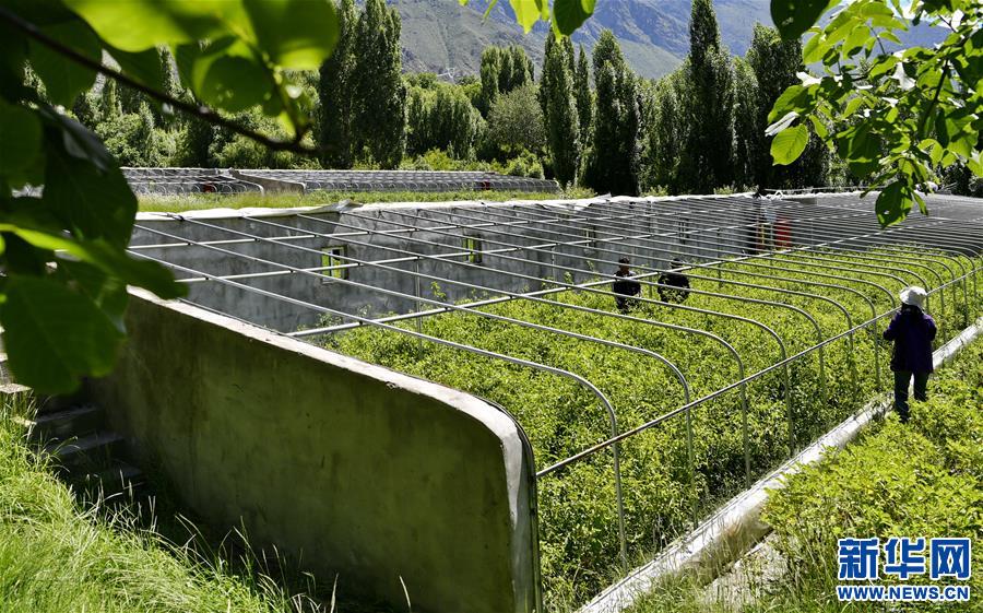 （走向我們的小康生活）（1）西藏朗縣：發展辣椒產業 助力脫貧攻堅