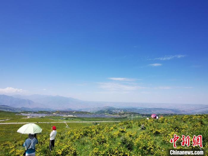 2020年07月07日拍攝于臨夏州積石山縣境內(nèi)，生態(tài)環(huán)境逐漸恢復，小黃花開遍山間。(資料圖) 殷春永 攝