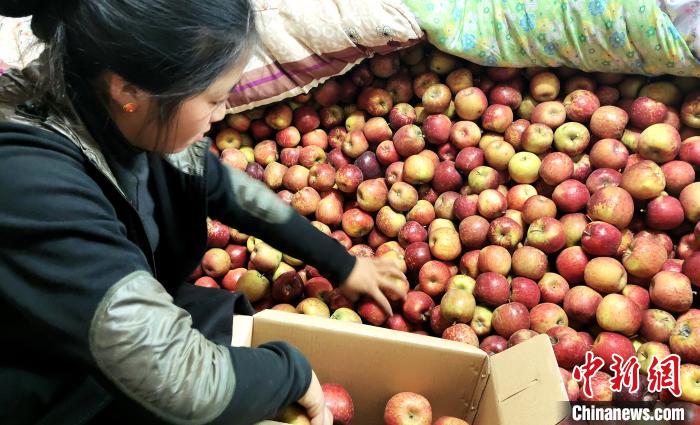 圖為通麥村村民巴桑拉姆精心挑選蘋果進(jìn)行裝箱。　貢桑拉姆 攝