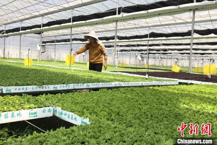 圖為會澤現代化農業產業扶貧基地內，貧困戶成為了產業工人。　繆超 攝