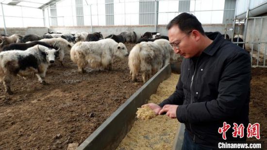 圖為馬金山介紹飼料配比。　李雋　攝