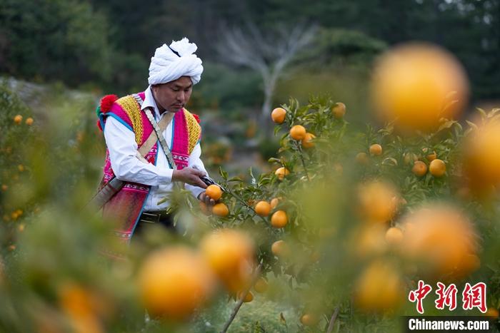 1月29日，京都村村民在柑橘園中采摘柑橘。<a target='_blank' ><p  align=