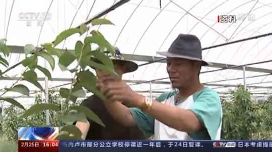 種蘑菇、養駱駝...。。特色產業助力鄉村振興走新路