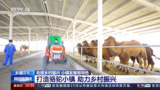 種蘑菇、養駱駝...。。特色產業助力鄉村振興走新路