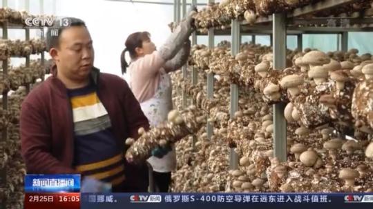 種蘑菇、養駱駝...。。特色產業助力鄉村振興走新路