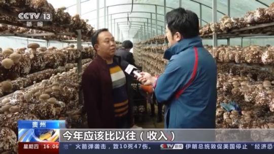 種蘑菇、養駱駝...。。特色產業助力鄉村振興走新路