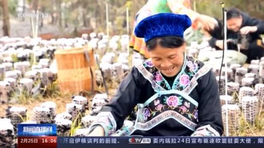 種蘑菇、養駱駝...。。特色產業助力鄉村振興走新路