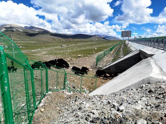 科技+生態+致富 這條世界海拔最高高速公路背后故事多