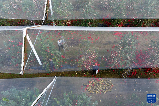 【高質量發展看陜西】“上天”的延安蘋果，蘊藏哪些新質生產力