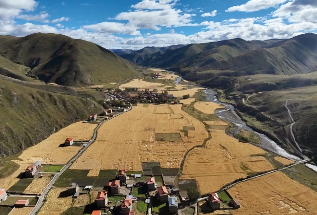 成熟的青稞。雅江縣委宣傳部供圖