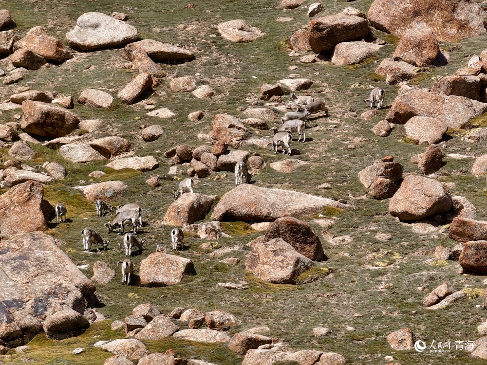 人民網 陳明菊攝