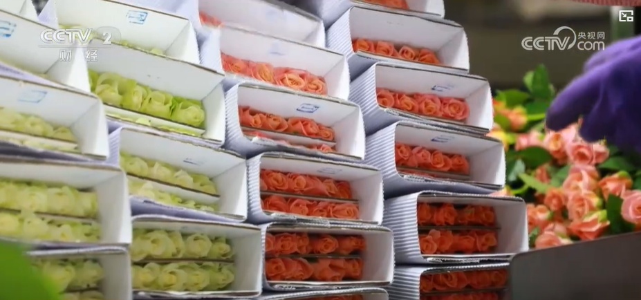 云南姚安：七夕“浪漫經濟”升溫 日均百萬枝玫瑰供應市場